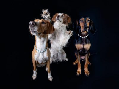 Studio Portrait Studio Portrait